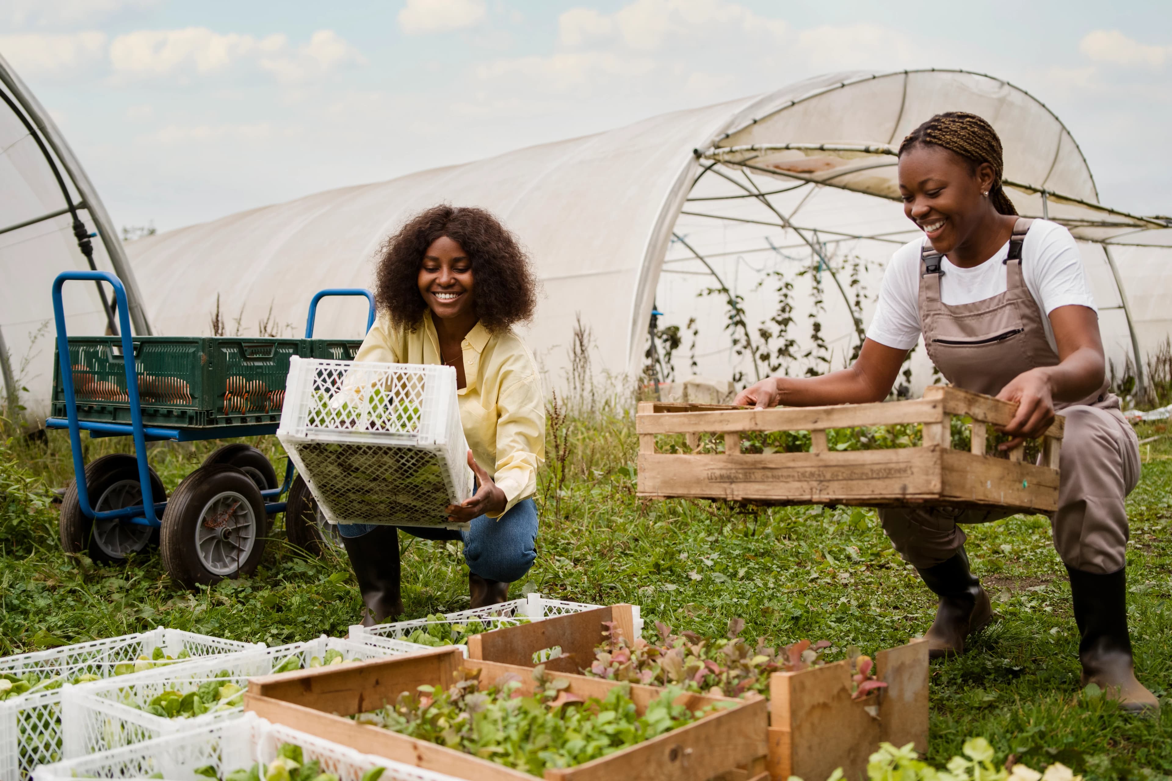 Commercial Farming Projects
